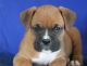 Boxer Puppies for sale in Raleigh, NC, USA. price: NA