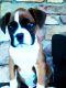 Boxer Puppies for sale in Mifflinburg, PA 17844, USA. price: NA