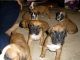 Boxer Puppies for sale in Long Beach, CA, USA. price: $500