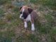 Boxer Puppies for sale in Chandler, AZ, USA. price: NA