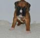 Boxer Puppies for sale in Fenwick Island, DE, USA. price: NA