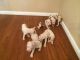 Boxer Puppies for sale in Victorville, CA, USA. price: $350