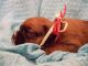 Boxer Puppies for sale in York, PA, USA. price: $500