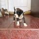Boxer Puppies for sale in Brussels, Belgium. price: NA