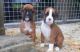 Boxer Puppies for sale in Beaumont, TX, USA. price: NA