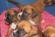 Boxer Puppies for sale in Tampa, FL, USA. price: NA