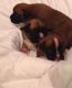 Boxer Puppies for sale in Pleasantville, PA 16341, USA. price: NA