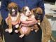 Boxer Puppies for sale in Round Rock, TX, USA. price: NA