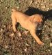 Boxer Puppies for sale in Pleasant Hope, MO 65725, USA. price: NA