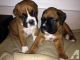 Boxer Puppies for sale in Kansas City, KS, USA. price: NA