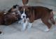 Boxer Puppies for sale in Salt Lake City, UT, USA. price: NA