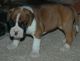 Boxer Puppies for sale in Wilmington, DE, USA. price: NA
