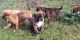 Boxer Puppies for sale in Tacoma, WA, USA. price: NA