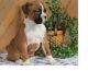 Boxer Puppies for sale in Columbus, MT 59019, USA. price: $350