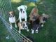 Boxer Puppies for sale in Honolulu, HI, USA. price: NA