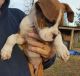 Boxer Puppies for sale in Gainesville, FL, USA. price: NA
