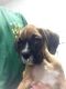 Boxer Puppies for sale in Davie, FL, USA. price: $1,900
