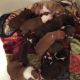 Boxer Puppies for sale in Adrian, GA 31002, USA. price: NA