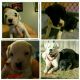 Boxer Puppies for sale in Lorain, OH, USA. price: $500