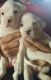 Boxer Puppies for sale in Ventura, CA, USA. price: NA