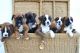 Boxer Puppies for sale in Roseville, CA, USA. price: $400
