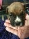 Boxer Puppies for sale in Swanton, OH 43558, USA. price: NA