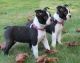 Boxer Puppies for sale in Montgomery, AL, USA. price: NA
