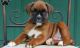 Boxer Puppies for sale in Springfield, MO, USA. price: NA
