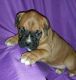 Boxer Puppies for sale in St Pete Beach, FL, USA. price: NA