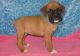Boxer Puppies for sale in Alexander, IL, USA. price: NA
