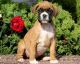 Boxer Puppies for sale in Fresno, CA, USA. price: NA