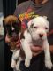 Boxer Puppies for sale in Augusta, ME 04330, USA. price: NA