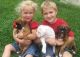 Boxer Puppies for sale in Jefferson City, MO, USA. price: NA