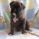 Boxer Puppies for sale in Arden, DE 19810, USA. price: $500