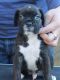 Boxer Puppies for sale in Scottsdale, AZ, USA. price: NA