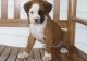 Boxer Puppies for sale in Doddridge, Sulphur Township, AR 71826, USA. price: NA
