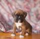 Boxer Puppies for sale in Cape Coral, FL, USA. price: NA