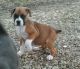 Boxer Puppies for sale in Ontario, CA, USA. price: NA