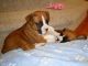 Boxer Puppies for sale in Concord, CA, USA. price: NA