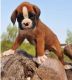 Boxer Puppies for sale in Charleston, SC, USA. price: NA
