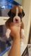 Boxer Puppies for sale in Huntsville, AL, USA. price: NA
