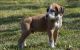 Boxer Puppies for sale in Delaware City, DE, USA. price: $500