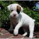 Boxer Puppies for sale in Bazetta Township, OH, USA. price: NA