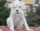 Boxer Puppies for sale in Bear Creek, AL, USA. price: NA