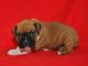 Boxer Puppies for sale in Bakersfield, CA, USA. price: NA