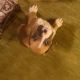 Boxer Puppies for sale in North Ridgeville, OH, USA. price: $500