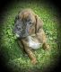Boxer Puppies for sale in Tulsa, OK, USA. price: NA
