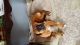 Boxer Puppies for sale in Sumter, SC, USA. price: NA