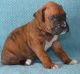 Boxer Puppies for sale in Beaver Creek, CO 81620, USA. price: $500