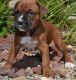 Boxer Puppies for sale in Argentia, NL A0B, Canada. price: NA